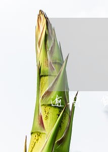 逾期 贷款买车